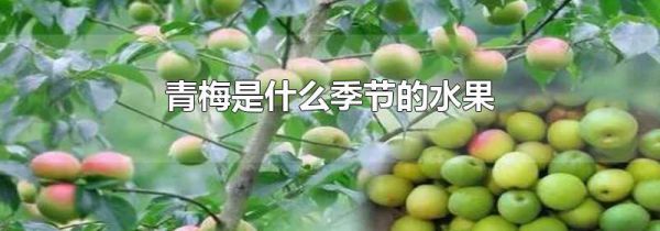 青梅是什么季节的水果